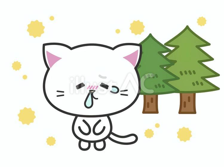 花粉症で鼻水を垂らす涙目の白い子猫 猫,花粉,鼻水のイラスト素材