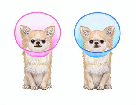 エリザベスカラーを着けたチワワ チワワ,犬,洋犬,小型犬,座っている,お座り,エリザベスカラー,怪我,手術後,舐め防止のイラスト素材