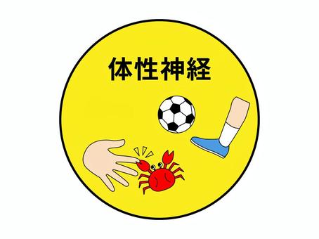 体性神経 体性神経,感覚,運動,神経,感覚器,カニ,サッカー,シンプル,かわいい,おしゃれのイラスト素材