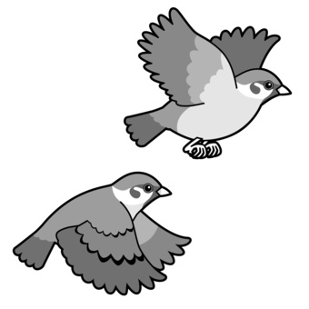 はばたくスズメ_モノクロ モノクロ,すずめ,スズメ,雀,小鳥,鳥,野鳥,飛翔,はばたき,小動物のイラスト素材