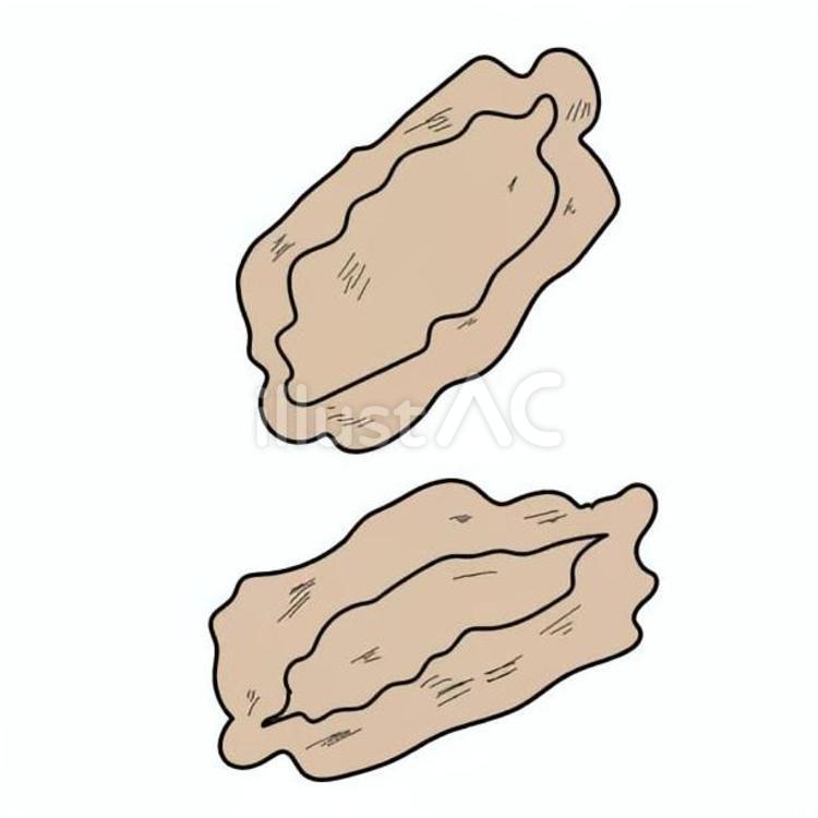 ツルレイシの種 種,種子,植物のイラスト素材