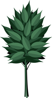 日本の神道の神事に欠かせない依代　榊 榊,神棚,神道,祭壇,樹,木,植物,サカキ,常緑樹,神事のイラスト素材