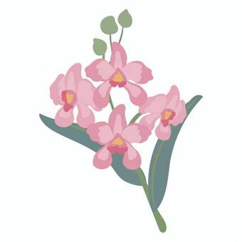 洋蘭 洋蘭,花,茎,葉,観賞用,ピンクの花,蘭,草花,桃色,緑色のイラスト素材