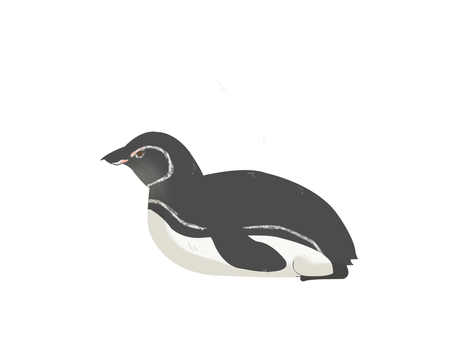 Illustration, pinguin des galapagos, penguin, oiseau, 
