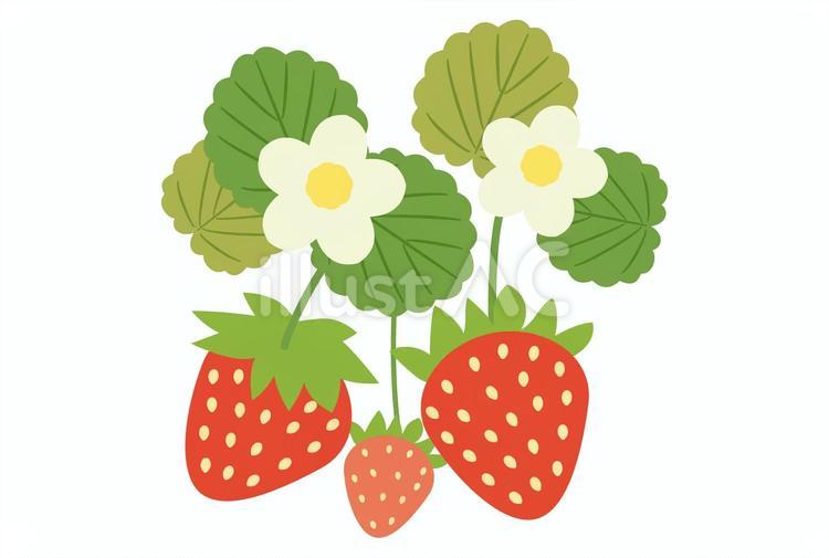 茎付きのいちご1 いちご,苺,春のイラスト素材