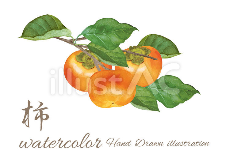 手描きの柿の水彩画（額つき） sddefault.jpg