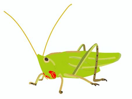 夏の虫6 昆虫,虫,バッタ,クビキリギス,夏,採集,かわいい,オリジナル,シンプル,挿し絵のイラスト素材