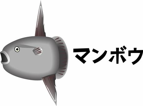 マンボウ　　 マンボウ,マンボウ科,魚類,魚,水族館,カタカナ,立体,リアルのイラスト素材