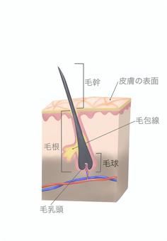 Hair making, JPG, PNG and EPS Hair making, hair, medical, hair roots, JPG, PNG and EPS