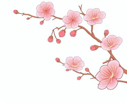 梅の花と枝とつぼみ線あり 梅,花,枝,つぼみ,植物,桃色,新春のイラスト素材