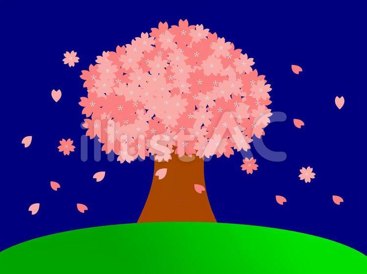 一本桜　満開　夜桜　背景 春先,春,ピンクのイラスト素材