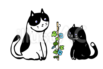 猫 夏 朝顔
