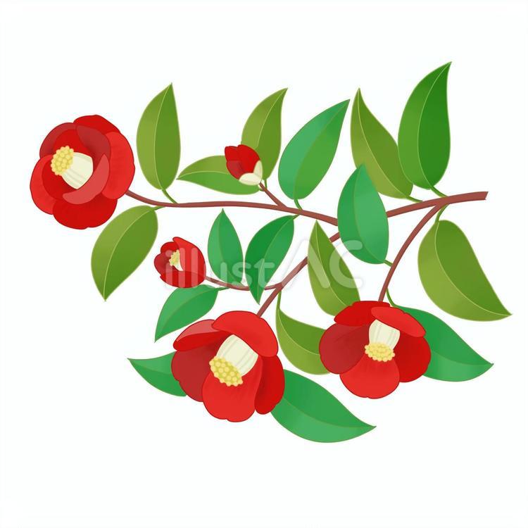 椿の枝　赤い花 椿,花,赤のイラスト素材