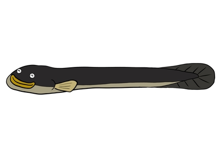 Illustration, eel, straight, straight line, 