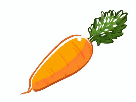 Illustration, carrot, root crop, vegetables, 