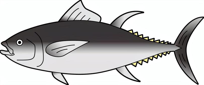 插圖, 插圖, 金槍魚, 海鮮, 新鮮的魚,