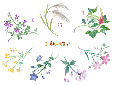 秋の七草 秋の七草,七草,秋草,秋,植物,花,草,萩,尾花,ススキのイラスト素材