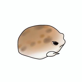 アメフクラガエル　横向き アメフクラガエル,カエル,両生類,生き物,横むきのイラスト素材