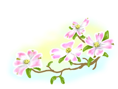 Dogwood, JPG Dogwood, dogwood, फूल, hanamizuki, JPG