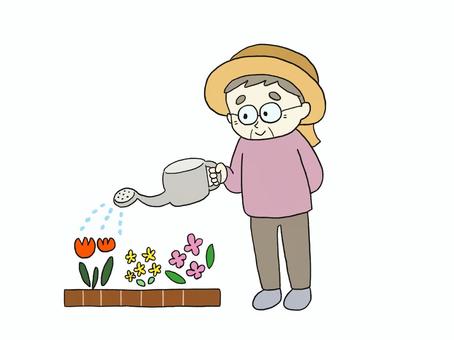 ガーデニングを楽しむおばあちゃん おばあちゃん,女性,高齢者,お年寄り,ガーデニング,お花,花壇,水やり,イラスト,手描きのイラスト素材
