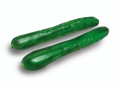 きゅうり きゅうり,野菜,果菜,瓜科,ビタミンc,ビタミンkのイラスト素材