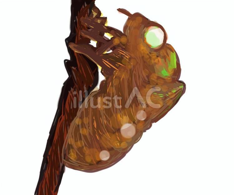 セミの抜け殻 セミ,抜け殻,薄茶色のイラスト素材
