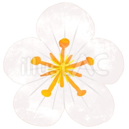 梅の花 白