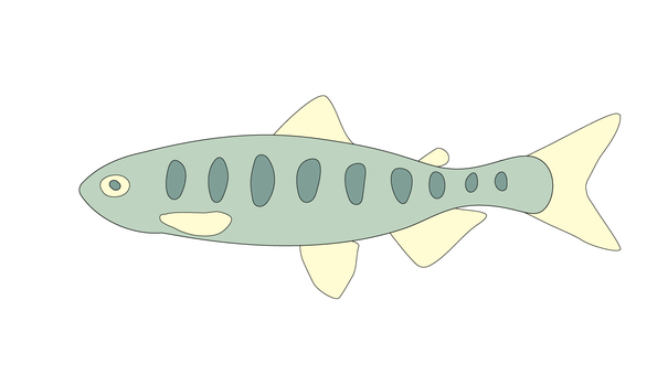 yamame1 魚,ヤマメ,淡水魚,川,渓流,ベクターのイラスト素材