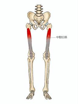 中間広筋のイラスト 中間広筋,筋,筋肉,ガイコツ,解剖,骨,モデル,骨格,解剖学,スケルトンのイラスト素材