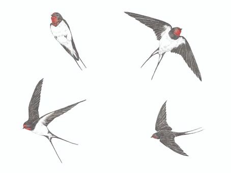 色鉛筆で描いた色々な飛び方のツバメ ツバメ,翼,腹,横向き,留まる,背,色鉛筆,飛ぶ,羽ばたくのイラスト素材