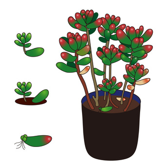 虹の玉・セダム・多肉植物 多肉,多肉植物,セダム,虹の玉,園芸,鉢植え,緑のイラスト素材