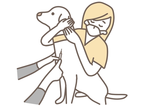 採血をされる大型犬 動物,ペット,犬,猫,獣医,獣医師,治療,動物病院,大型犬,かわいいのイラスト素材