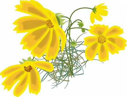 キバナコスモス　　 キバナコスモス,花,咲く,きれい,花びら,植物,リアルのイラスト素材