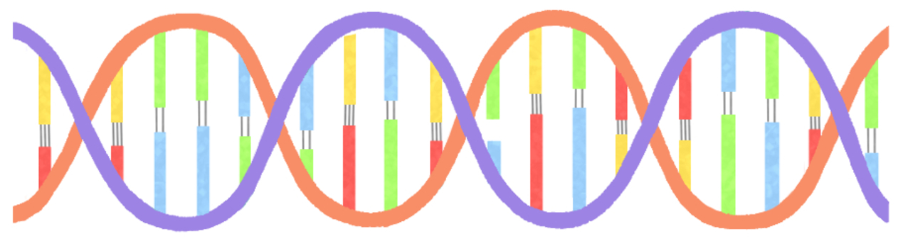 二本鎖ＤＮＡ（塩基配列あり） ｄｎａ,遺伝子,二本鎖,遺伝,デオキシリボ核酸,二重螺旋,塩基,塩基配列,アデニン,チミンのイラスト素材