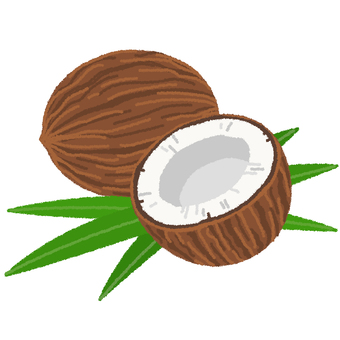 Illustration, coconut, palm fruit, plant, 