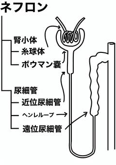 ネフロンの内部の名称　線画 ネフロン,尿細管,ヘンレループ,ボウマン嚢,糸球体,腎小体,線画のイラスト素材