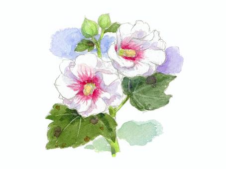 立葵 立葵,手書き,水彩,挿絵,葵のイラスト素材