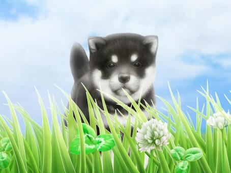 Lawn white claw grass blue sky siberian husky, puppy, cute, animal, JPG