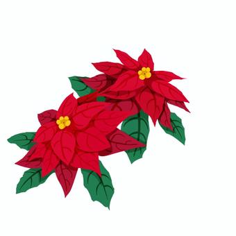 ポインセチア　(2輪) ポインセチア,12月,シンプル,おしゃれ,冬,クリスマス,赤色,xmas,植物のイラスト素材