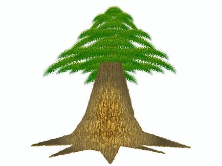 スギ02 杉,針葉樹,樹木,植物,花粉のイラスト素材