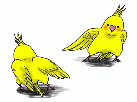 オカメインコ オカメインコ,スサー,ルチノー,鳥,とり,生き物,いきもの,オカメのイラスト素材