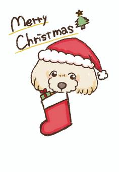プードルのクリスマスメッセージ プードルのクリスマスメッセージ プードル,サンタ,犬のイラスト素材