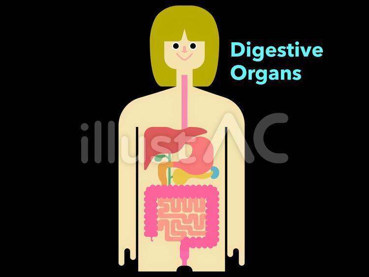 黒背景の人間の消化器官のシンプルな図 消化器官,消化器系,人体のイラスト素材