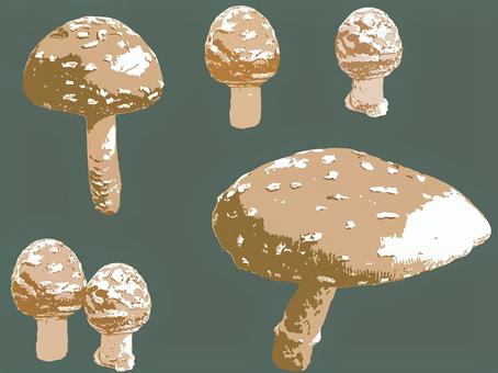 テングダケ・自然光撮影の写真をベクター化 きのこ,テングダケ,毒,斑点,白,茶色,森,自然,ベクター,背景透過のイラスト素材