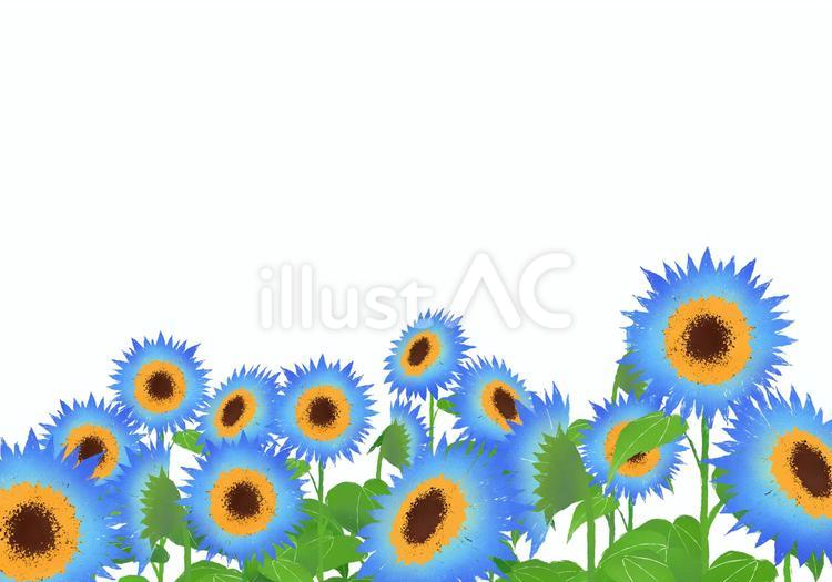 青いひまわり畑の背景（背景透過） ひまわり,ヒマワリ,向日葵のイラスト素材