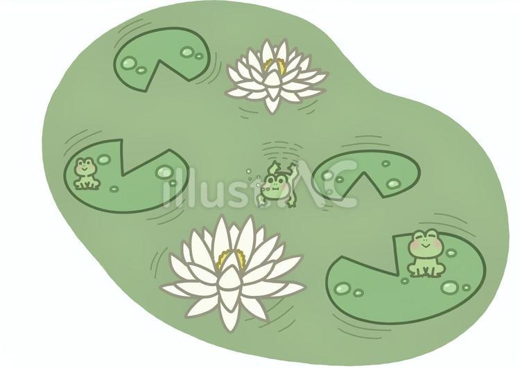 睡蓮の旬 睡蓮,カエル,池のイラスト素材
