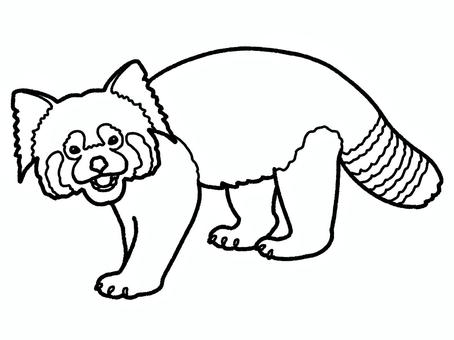 レッサーパンダ レッサーパンダ,動物園,哺乳類,生き物,塗り絵のイラスト素材