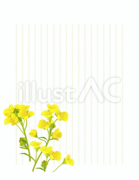 便箋　縦17行破線　菜の花 菜の花,花,春のイラスト素材