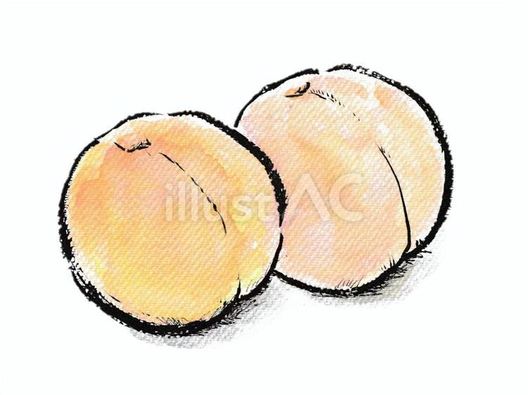 絵手紙風の桃２個 桃,果物,食べ物のイラスト素材