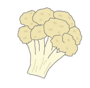 カリフラワー 野菜,食,食材,食べ物,カリフラワーのイラスト素材